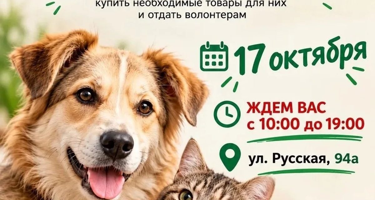 Во Владивостоке на выставке можно познакомиться с котиками и помочь им кормом